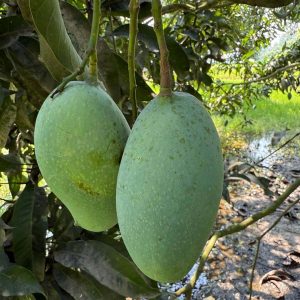 নাক-ফজলি। ২৪কেজি