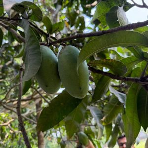 নাক-ফজলি। ১২কেজি