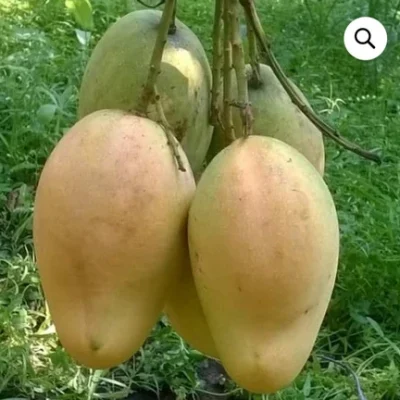 বারি ১১ আম